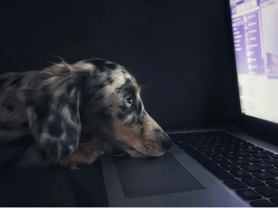 Hund schaut aufmerksam in die Kamera