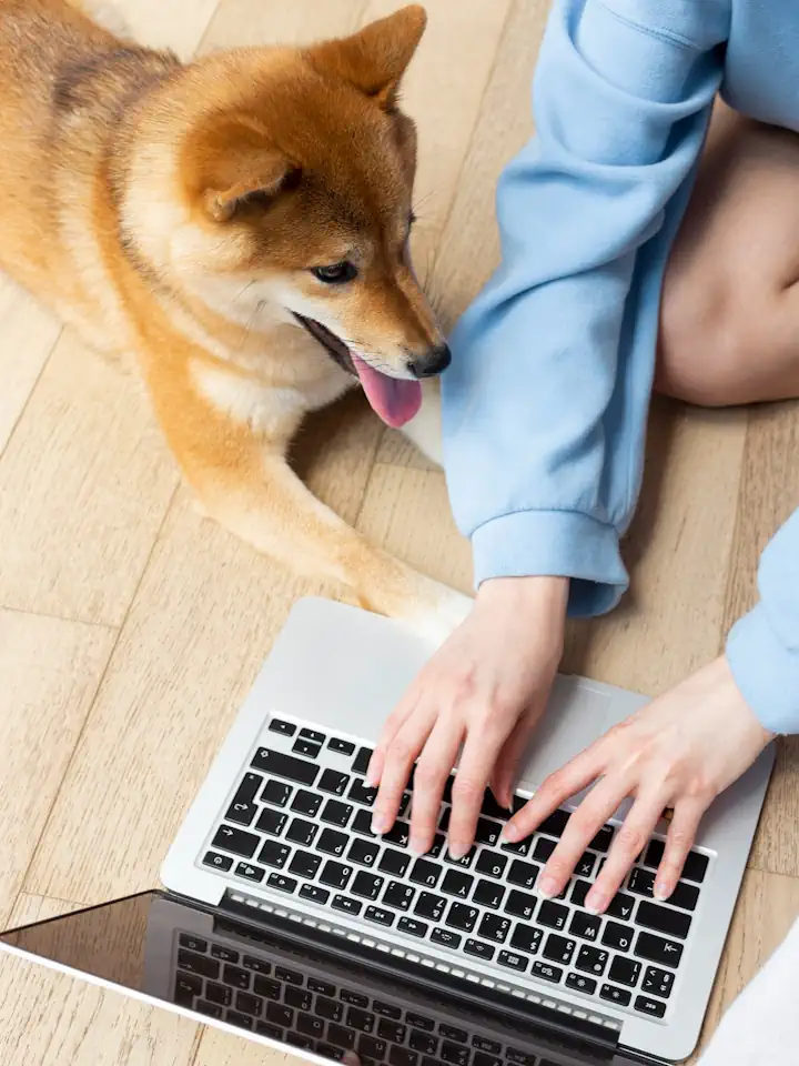 Hund im Tierschutz