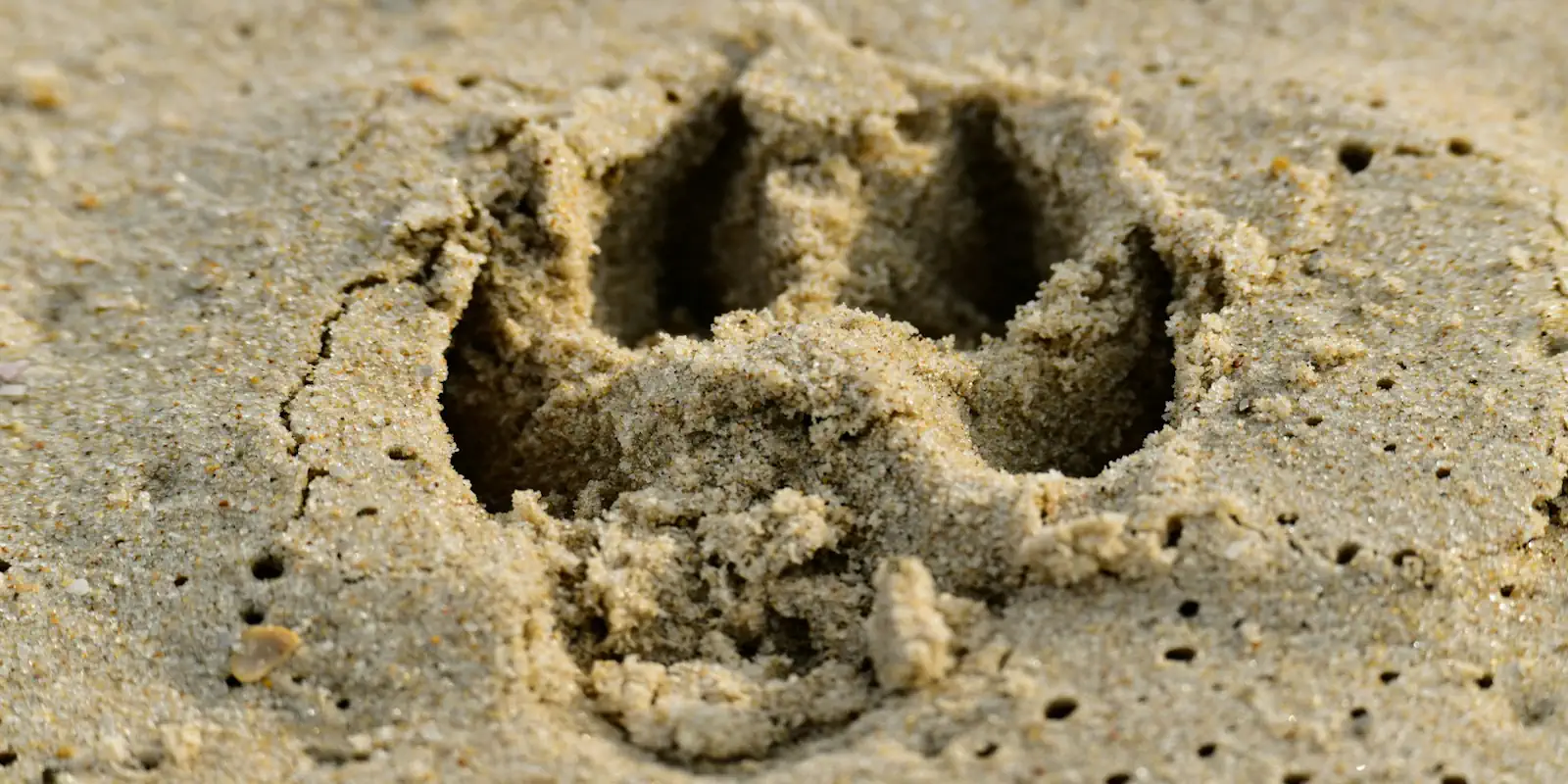 Hund im Tierschutz