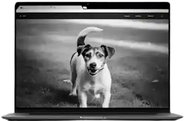 Leistung Website Hundkontakte Kontakt